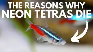 5 Reasons Why Neon Tetras Die [upl. by New700]