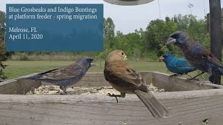 Blue Grosbeaks and Indigo Buntings at platform feeder  spring migration [upl. by Girvin]