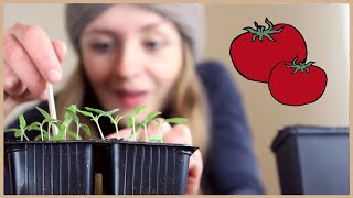 Tomaten aussäen und vorziehen Schritt für SchrittAnleitung 🍅 [upl. by Mahtal]