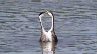 Dancing Grebes [upl. by Sivat]