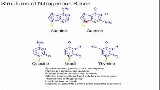 Structure of Nitrogenous Bases [upl. by Yahsel]