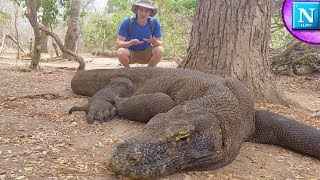 Komodo Dragons Worlds Largest Lizard ad [upl. by Safoelc]