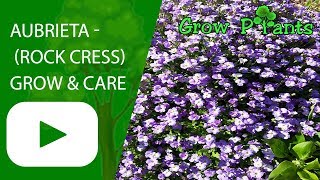 Aubrieta  How to grow Rock cress [upl. by Nimocks]