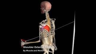 Subscapularis Shoulder Series Part 9 3D Animation [upl. by Kruter248]