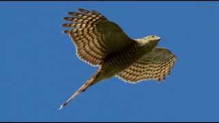 Sparrowhawk Bird Call Bird Song [upl. by Yhtamit]