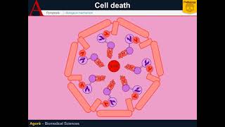 Cellular Pathology  Pyroptosis [upl. by Anaehs]