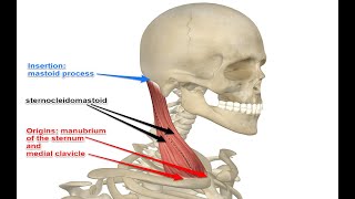 Two Minutes of Anatomy Sternocleidomastoid SCM Muscle [upl. by Sedicla]