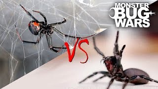 Spider vs Spider Showdowns 15  MONSTER BUG WARS [upl. by Enahsed]