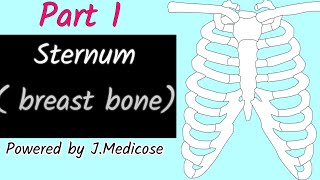 Sternum  breast bone  Manubrium of sternum  Part 1 [upl. by Paz]