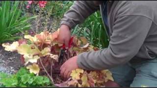 Taming Leggy Heucheras [upl. by Sale]