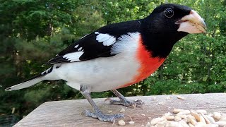 Rosebreasted Grosbeak  Watch Before your Next Bird Outing [upl. by Steck891]