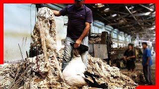 🧶🐑 Modern SHEEP FARMING Technologies  Wool Processing Factory  Sheep Shearing [upl. by Walt634]