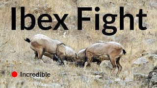 Ibex Fight [upl. by Ingraham]