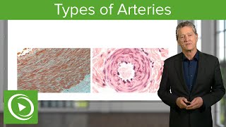 Types of Arteries – Histology  Lecturio [upl. by Imaon]