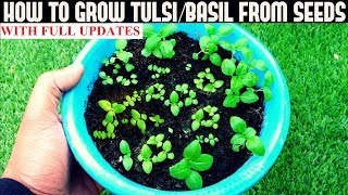 How To Grow TulsiHoly Basil From Seeds With Updates [upl. by Nemzzaj]