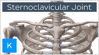 Sternoclavicular Joint  Location amp Movements  Human Anatomy  Kenhub [upl. by Adniroc]