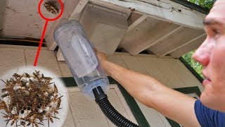 Vacuum vs Wasp Nest  Keeping Wasps as Pets [upl. by Buyer]