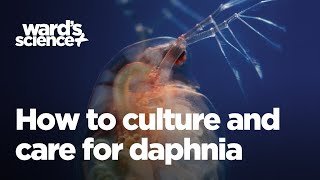 Caring and Culturing for Daphnia [upl. by Elahcar]