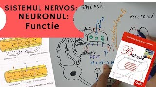 ADMITERE MEDICINA SISTEMUL NERVOS 2 NEURONUL Functie [upl. by Yahsal404]