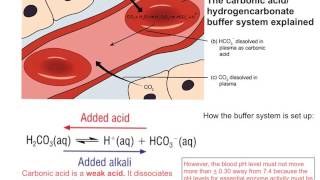 Buffer action in the blood [upl. by Snook]