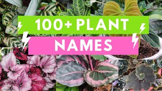 Plant Names and Pictures Plant Identification [upl. by Torosian112]