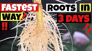 HOW TO CLONE CANNABIS  ROOTS IN 3 DAYS STEP BY STEP GROW GUIDE [upl. by Norse]