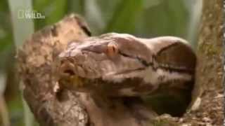 The Most Dangerous Snakes  The Asiatic Reticulated Python [upl. by Dacey338]