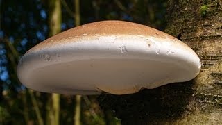 The Magical Birch Polypore [upl. by Sito788]