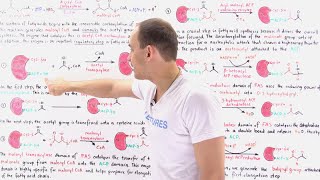 Fatty Acid Synthesis [upl. by Burford913]