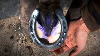 Horse Hoof ABSCESS  How I HELP Him RECOVER  HORSESHOEING [upl. by Ilona]