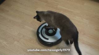 Cat shows HOW TO use iRobot Roomba Vacuum [upl. by Winson]