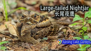 Largetailed Nightjar  Jurong Lake Gardens [upl. by Ylerebmik323]