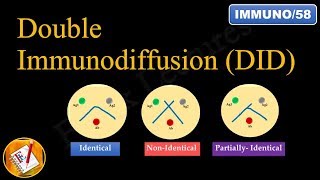 Double immunodiffusion Ouchterlony Double Diffusion FLImmuno58 [upl. by Rednazxela]