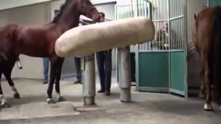 Mating Horses Breeding  HORSE MATING Donating Sperm MIX [upl. by Gabi755]