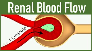 06 Renal Blood Flow [upl. by Saunders]