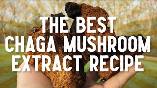 Best Chaga Mushroom Extract Recipe  How To Make Dual Extraction [upl. by Arodnahs]