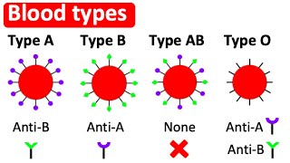 Blood types  Type A B AB amp O  Whats the difference [upl. by Suinuj]