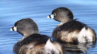 Piedbilled Grebes [upl. by Kuska]