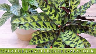 CALATHEAPRAYER PLANTRATTLESNAKE PLANT [upl. by Eelnyl]