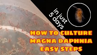 How to Culture Magna Daphnia Easily [upl. by Ecnarretal285]