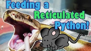 Feed My Pet Friday Reticulated Python [upl. by Adnohsel404]