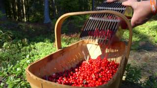 Swedish Lingonberries  quotA Living Traditionquot [upl. by Mateo]