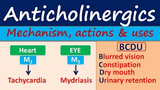 Anticholinergics  Mechanism actions side effects amp uses [upl. by Audley]