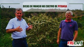 Dicas de Manejo no Cultivo de PITANGA [upl. by Vasily784]