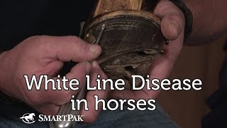 White Line Disease [upl. by Towroy]