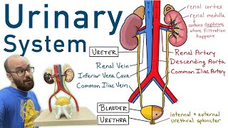 Urinary System  Structure Function Plastinated Kidney and Bladder 3D Model [upl. by Anazus]