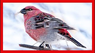 Pine Grosbeak Song Pine Grosbeak call Sound  Camachuelo Picogrueso Canto  Pinicola Enucleator [upl. by Monetta678]