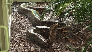 Giant 19 Foot 200 Pound Reticulated Python at Naples Zoo [upl. by Eniarral151]