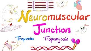 Troponin Tropomyosin TTubules Sarcoplasmic Reticulum and the Neuromuscular junction NMJ [upl. by Liv936]