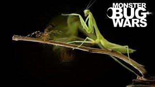 When Mantises Attack 2  MONSTER BUG WARS [upl. by Merchant223]